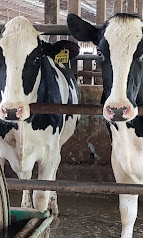 Swiss lane farm3.jpg